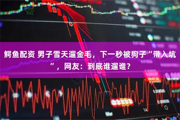 鳄鱼配资 男子雪天遛金毛，下一秒被狗子“带入坑”，网友：到底谁遛谁？